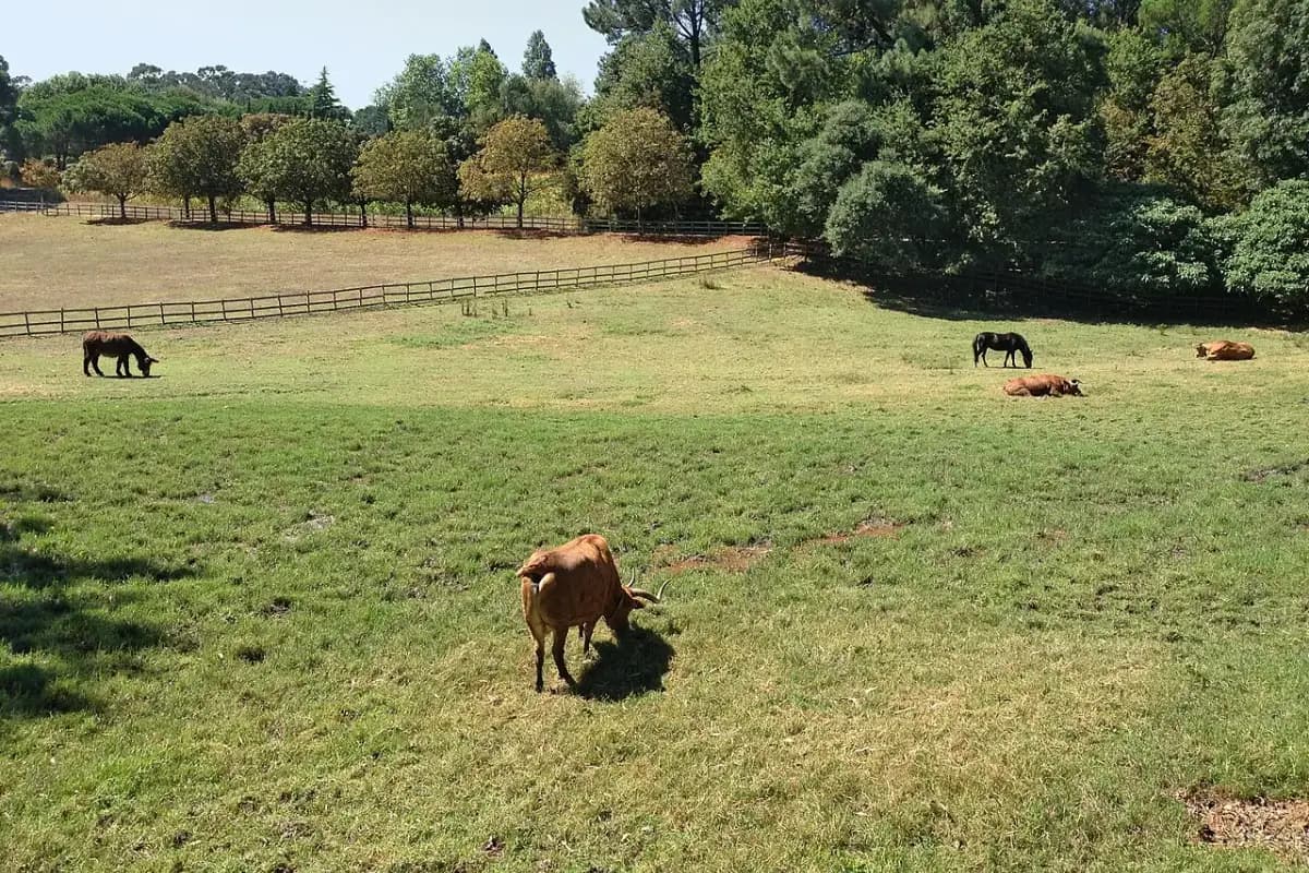 Quinta de Serralves, no Porto.